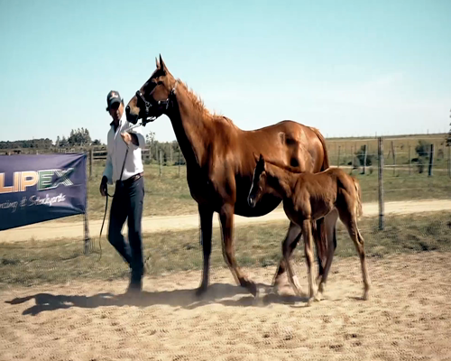 Lote MAITA KANSAS OLENA