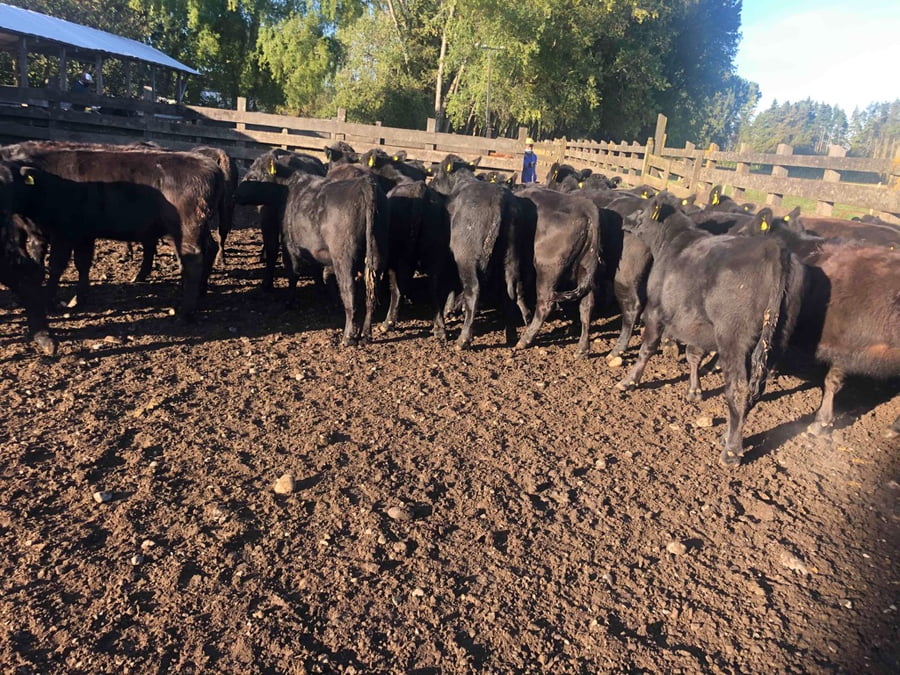 Lote 30 Vaquilla Engorda en Frutillar, X Región Los Lagos