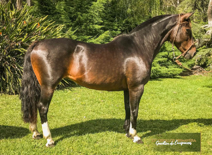 Lote GUAMPA BOMBILLA