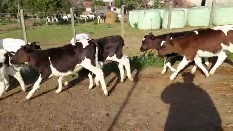 Lote 55 Terneros HOLANDO a remate en PANTALLA CAMY, San José