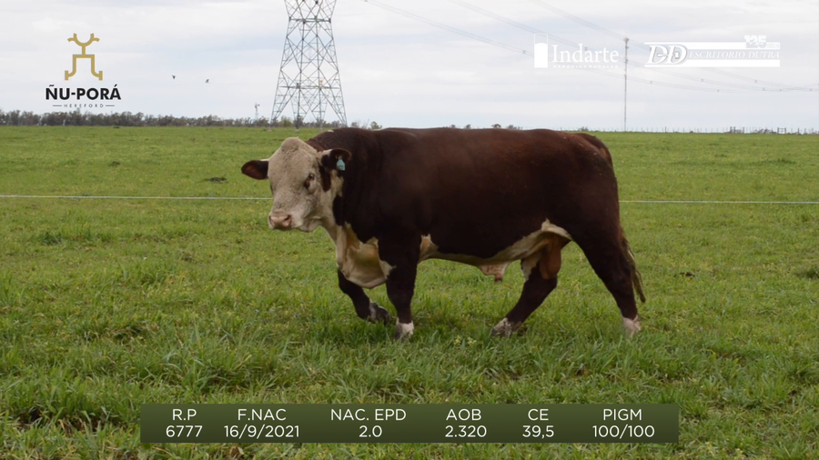 Lote Toros a remate en Remate anual Ñu Porá 2023, Paysandú