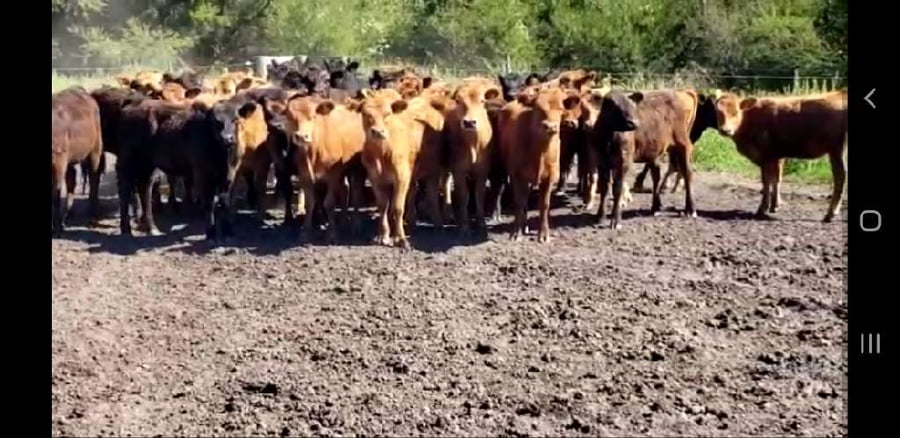 Lote 50 Terneras en Villaguay, Entre Ríos