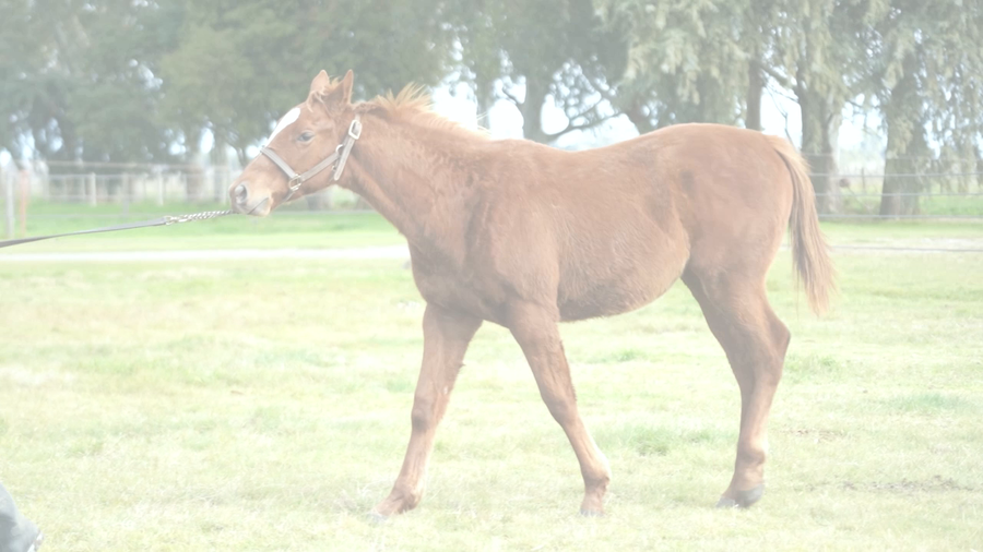 Lote INDIVER (VERIFYING -  INDIANA PACER)