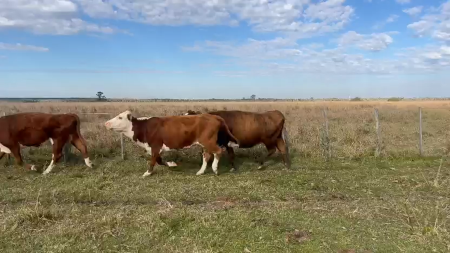 Lote 56 Vacas CUT preñadas