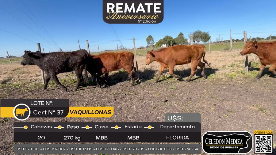 Lote 20 Vaquillonas  en Ruta 5 Km 149, Florida