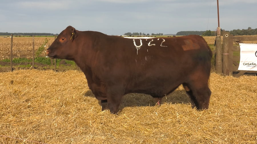 Lote Toros PC Colorados