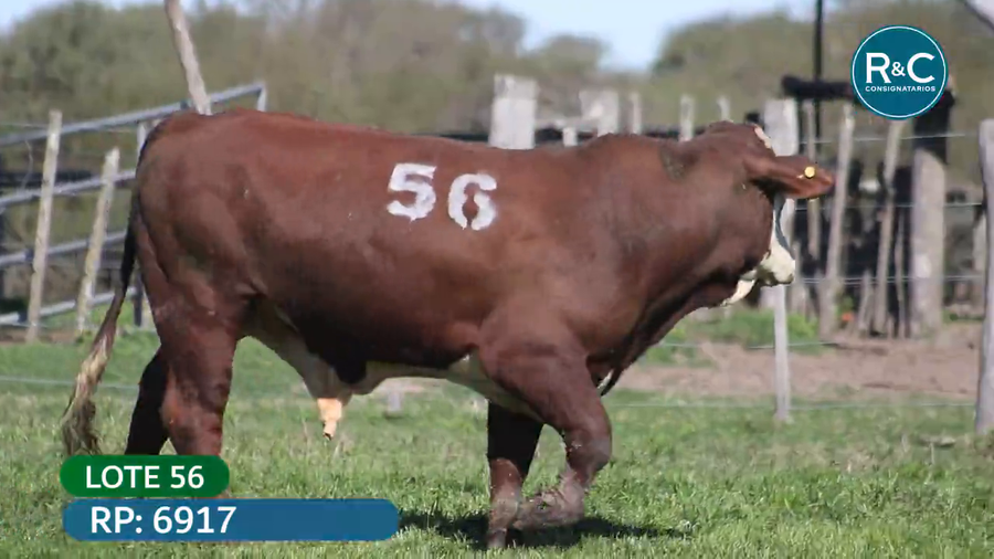 Lote Toros señal 22