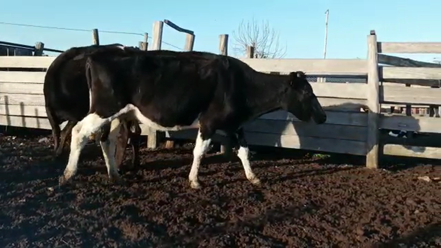 Lote 2 Vacas de Invernada HOL-CRUZA a remate en 4to remate ENTRE MARTILLOS 430kg - , San José