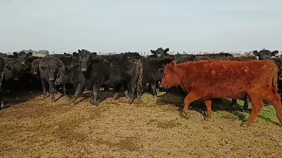 Lote 94 Vaquillonas en Buenos Aires, Necochea