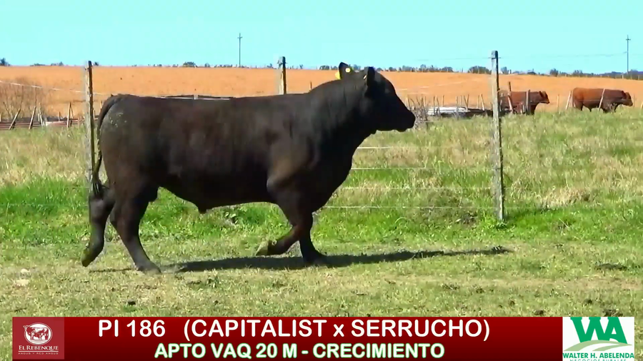Lote Toros a remate en ANGUS EL REBENQUE, Florida