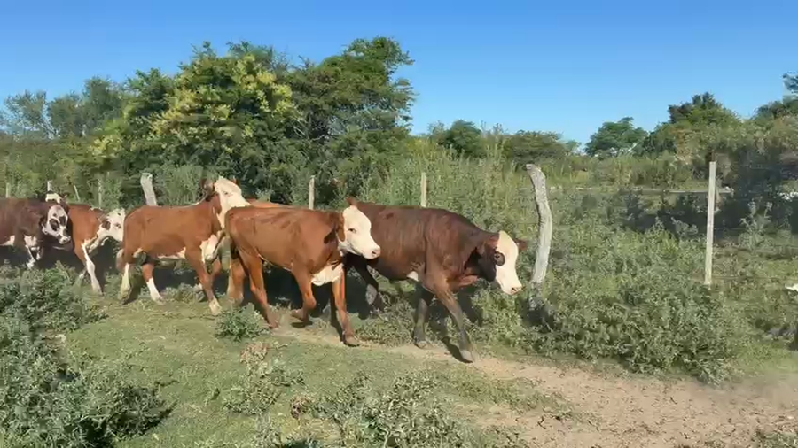 Lote 110 Novillitos en Corrientes, Esquina