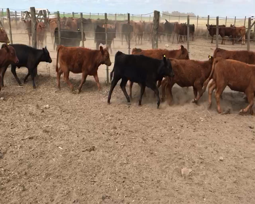 Lote 26 Terneras en Espartillar, Buenos Aires