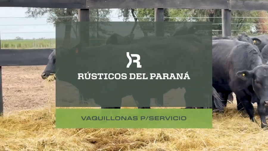 Lote VAQUILLAS P/ SERVICIO