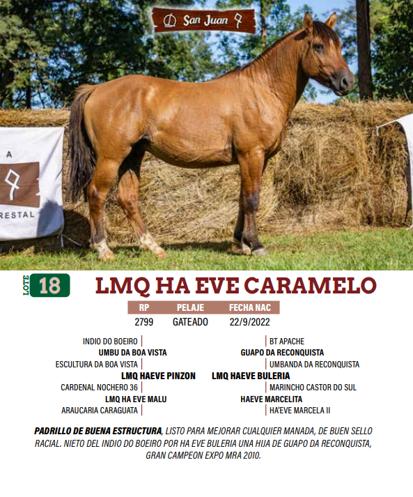 Lote LOTE 18