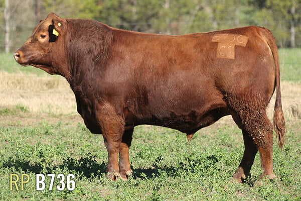 Lote 3 TOROS PUROS DE PEDIGREE