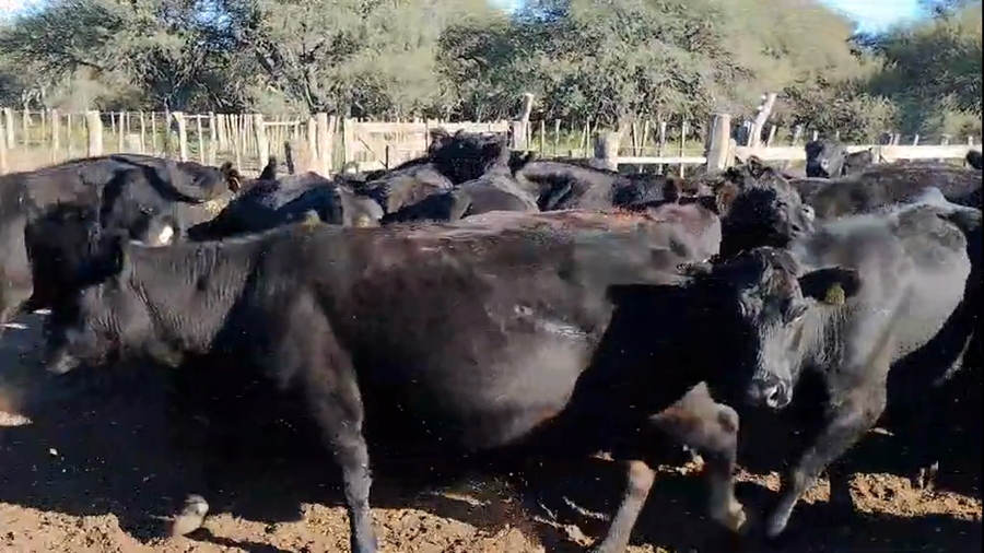 Lote 50 Vacas Vacías Nueva