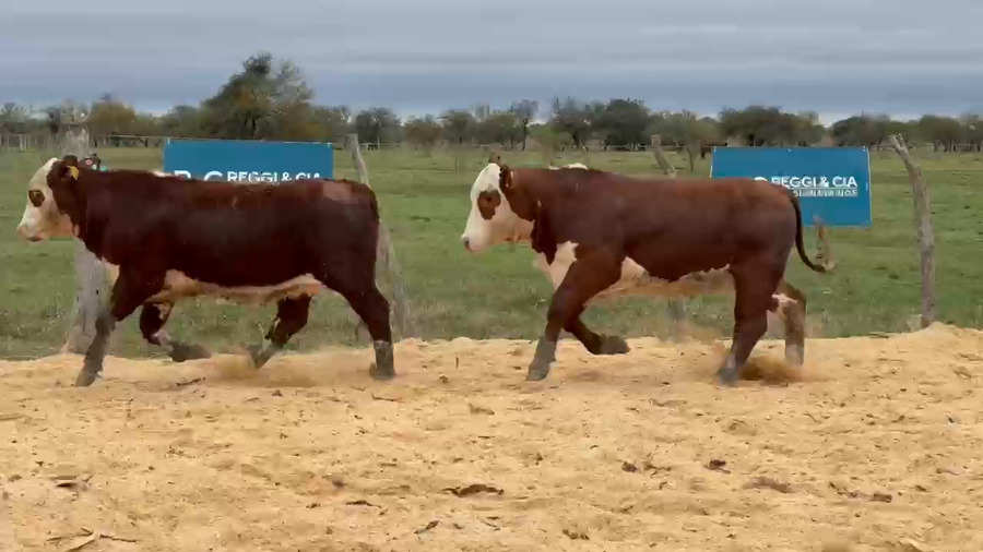 Lote Cabaña Olazul SA