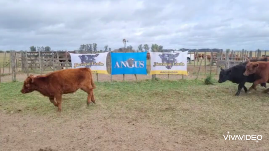 Lote 40 Terneros en Brandsen, Buenos Aires