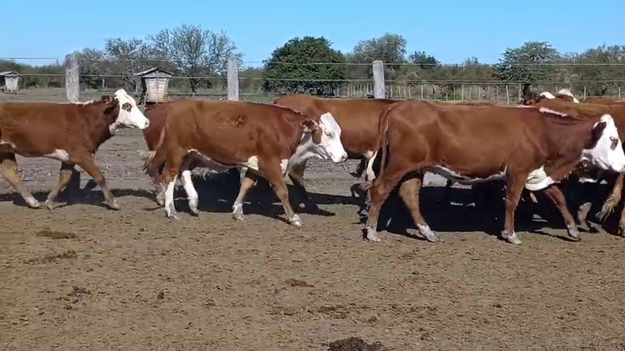 Lote 42 Vacas de invernar en Corrientes, Curuzú-Cuatiá