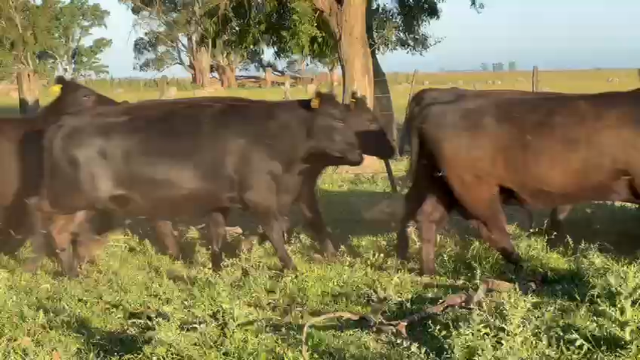 Lote 40 Vaquillonas C/ gtia de preñez