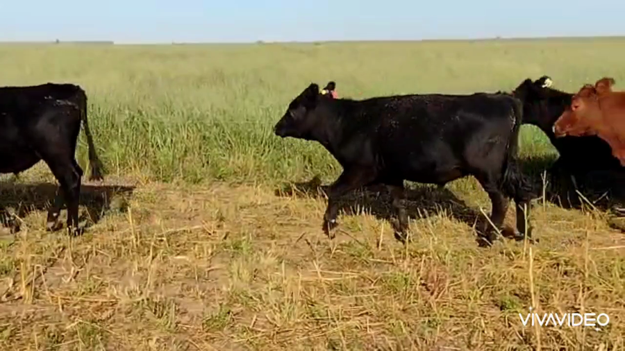 Lote 127 Novillitos en Vicuña Mackenna, Córdoba