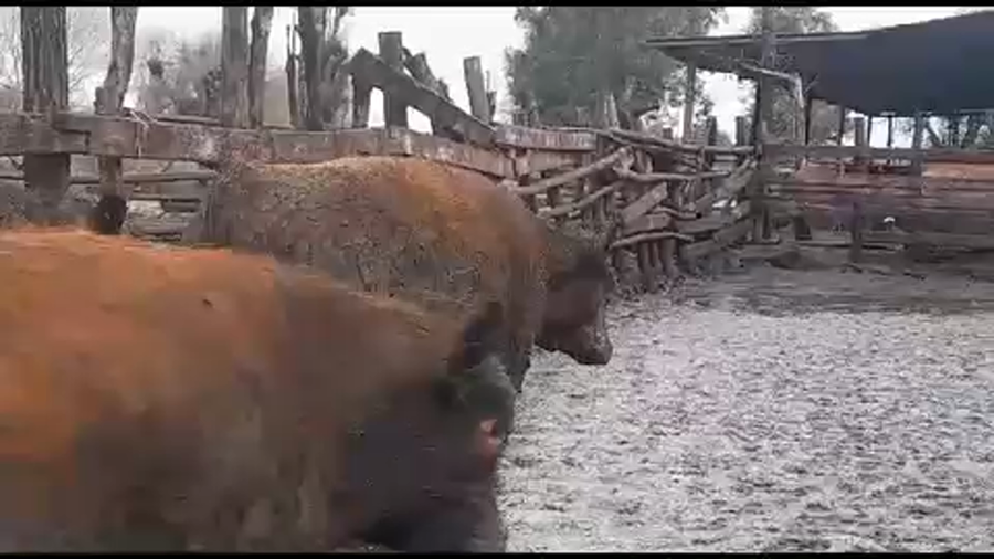 Lote 45 Novillo Gordo en Yerbas Buenas, VII  Región Maule