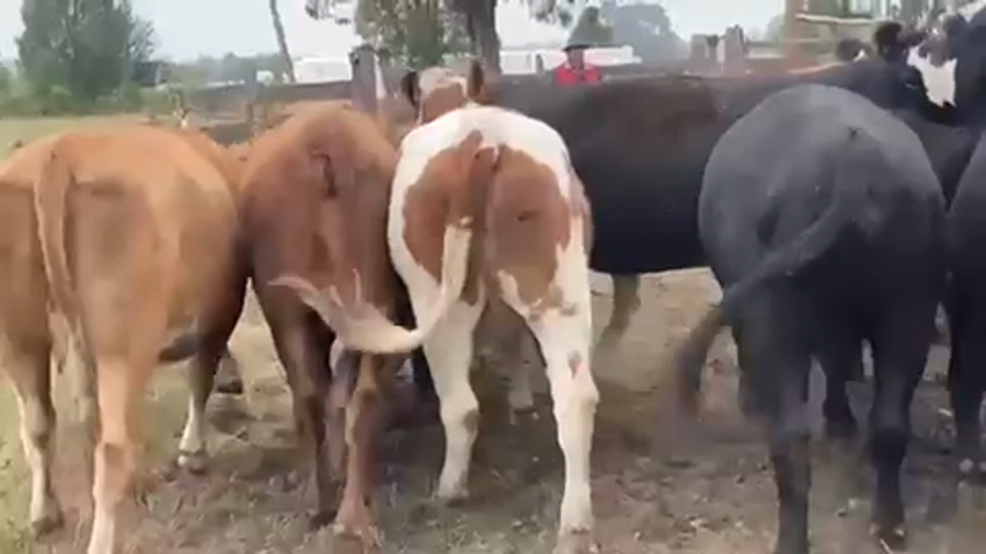 Lote 26 Vaquilla Gorda en Puerto Octay, X Región Los Lagos