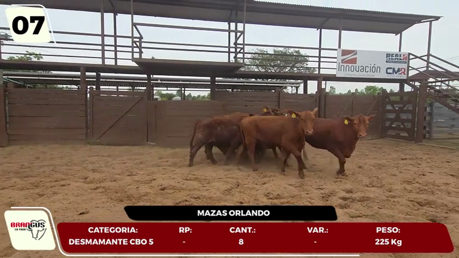 Lote LOTE 7- EN VIVO