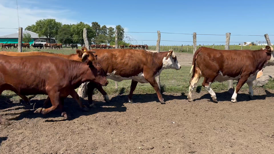 Lote 32 Vaquillonas en Entre Ríos, San Jaime