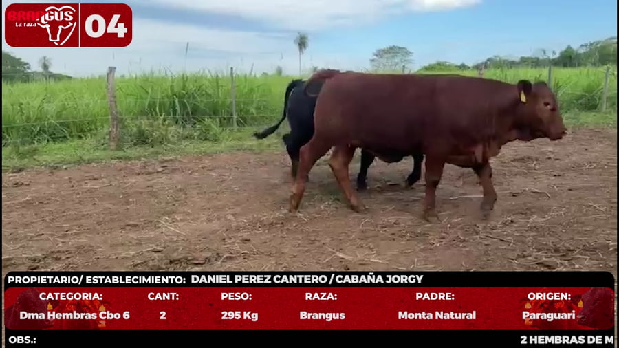 Lote LOTE 4 - EN VIVO