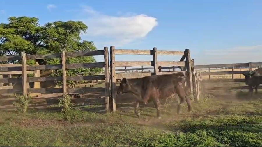 Lote 10 Novillitos en Suipacha
