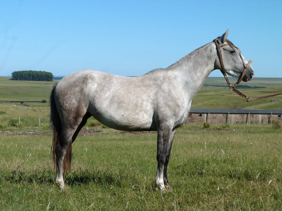 Lote Harpia del Cerro Grande