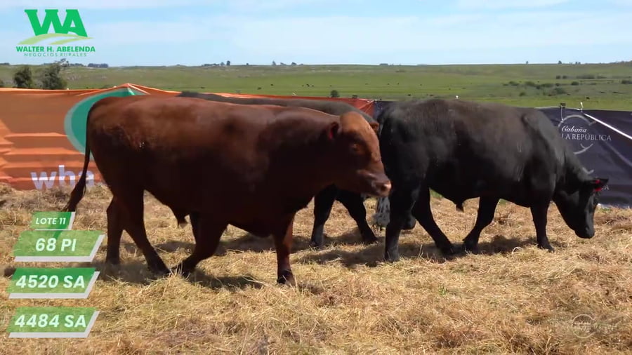 Lote (Eliminado)3 Toros a remate en Cabaña La Republica, Tacuarembó