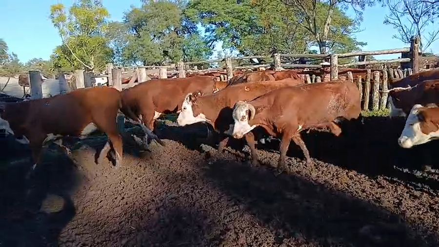 Lote 66 Vacas de invernar