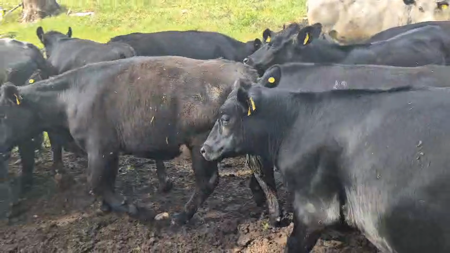 Lote 64 Novillo Engorda en Panguipulli, XIV Región Los Ríos