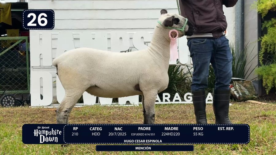 Lote LOTE 26