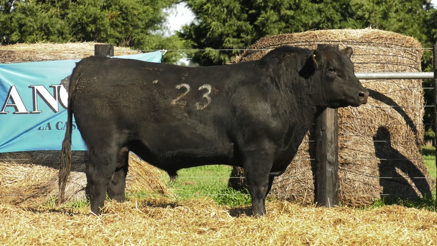 Lote TOROS ANGUS PURO CONTROLADO