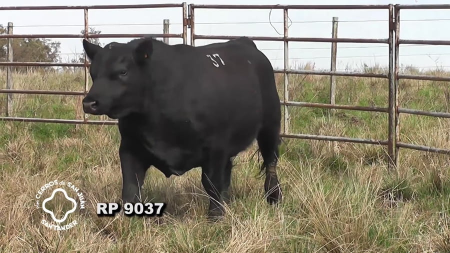 Lote Toro Aberdeen Angus SA de 3 años