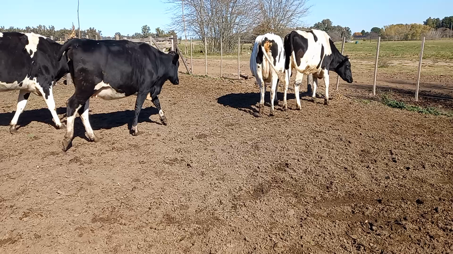 Lote Globalagri Lote 2