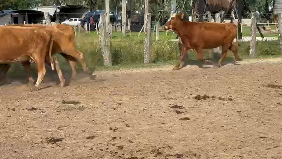 Lote 77 Vacas de invernar