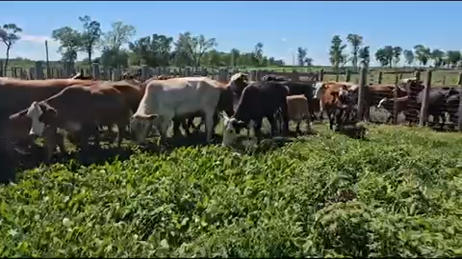 Lote 75 Vacas nuevas C/ cria en Pirané, Formosa