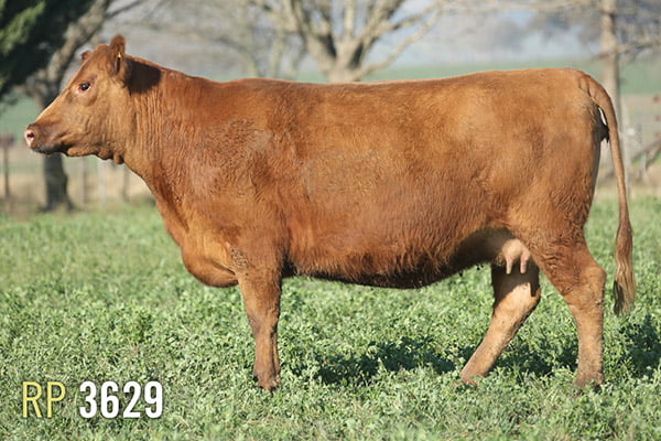 Lote 4 VACAS PREÑADAS PURAS DE PEDIGREE