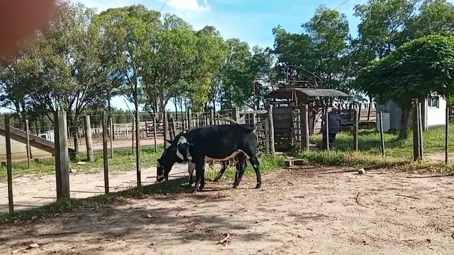 Lote 2 Vaquillonas  a remate en Pantalla Camy 390kg - , San José