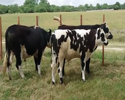 Lote (Vendido)3 Novillos Gordos 300kg -  en POLANCOS