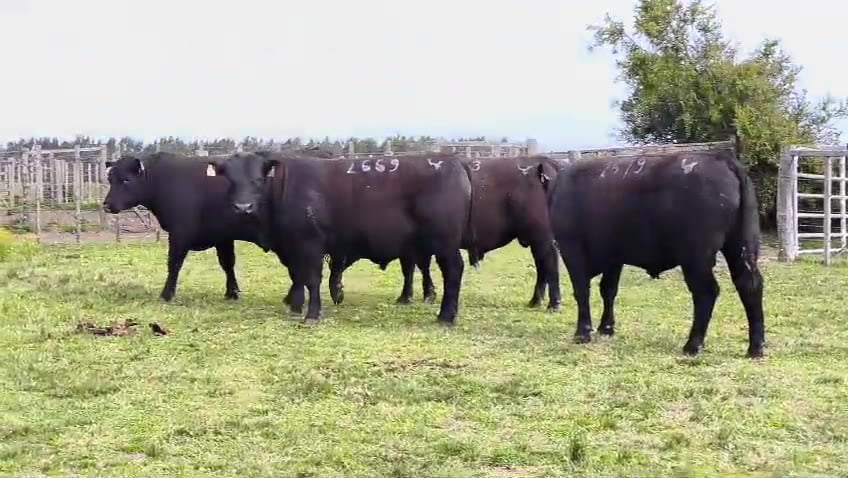 Lote Toros SA