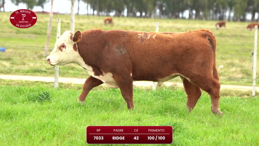 Lote Angus