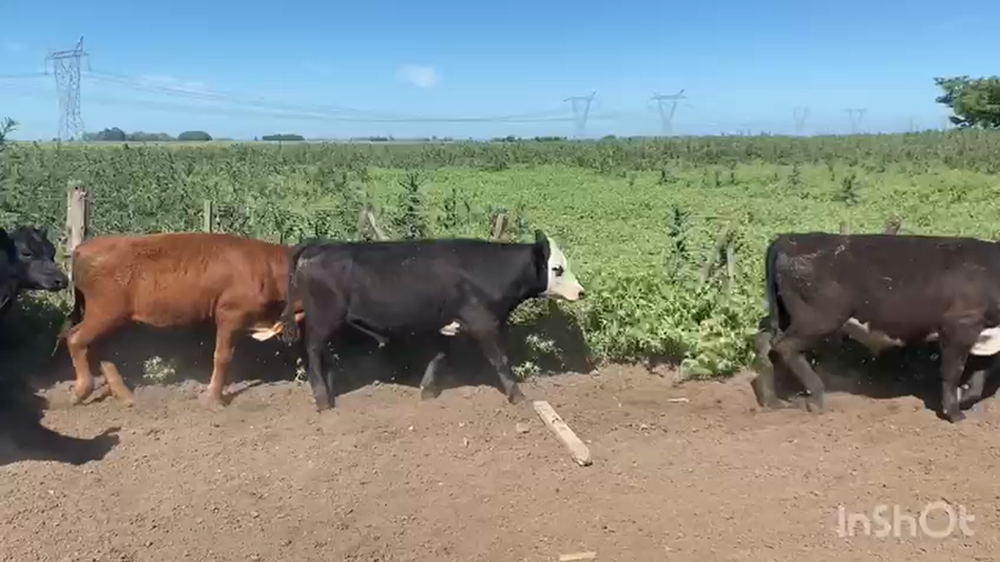 Lote 28 Terneros en Brandsen, Buenos Aires