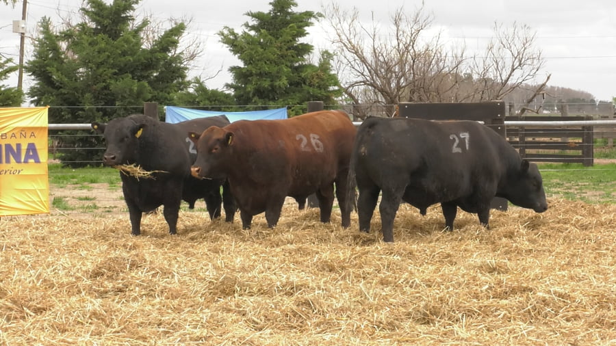 Lote TOROS ANGUS PUROS CONTROLADOS