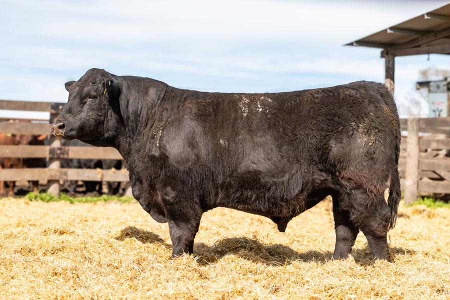 Lote Toro PC