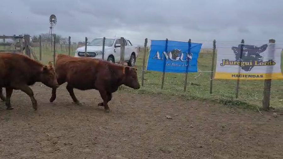 Lote 15 Vaquillonas P/ entorar en Magdalena, Buenos Aires